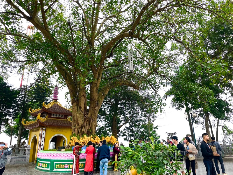 L’arbre bodhi de la pagode Trân Quôc, issu de Bodh Gaya, symbolise la sagesse et la compassion du Bouddha.