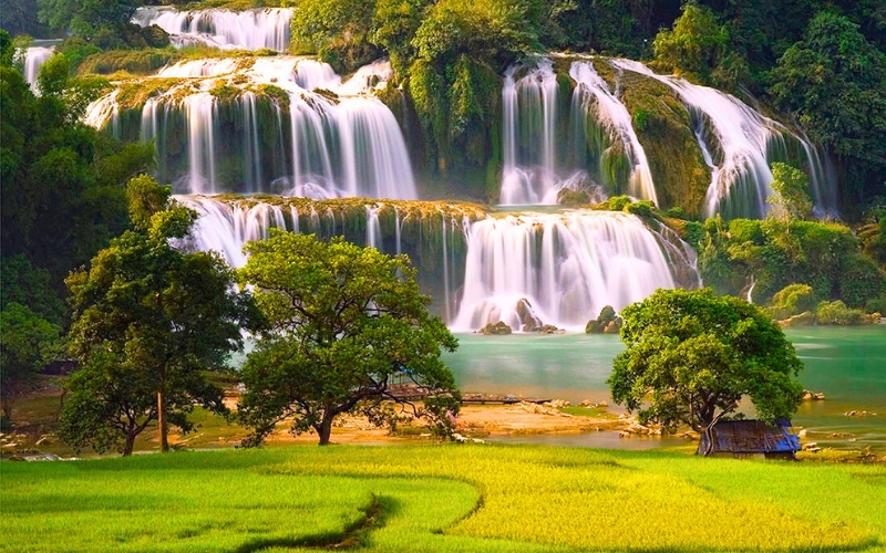 Chutes de Ban Gioc à la saison des rizières mûres : le spectacle d’un Vietnam vibrant