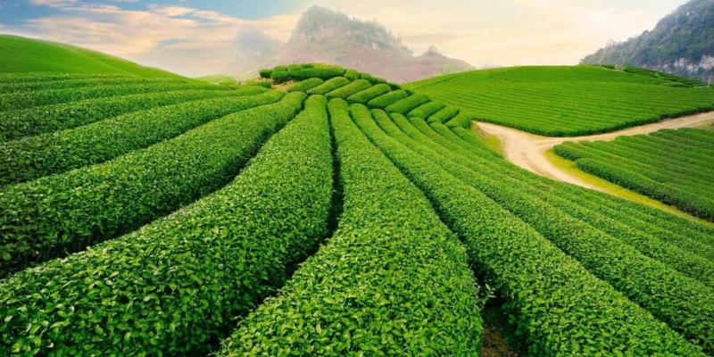 Colline de thé Tam Chau
