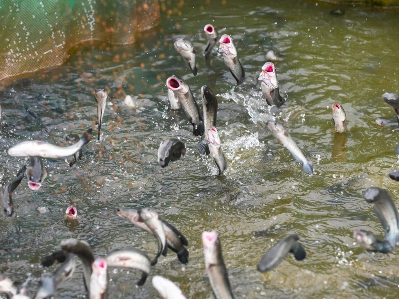 Les poissons serpents volants