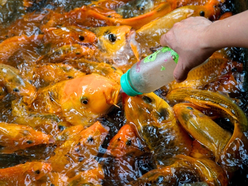 L’îlot Phung abrite également un bassin de carpes apprivoisées qui se nourrissent au biberon