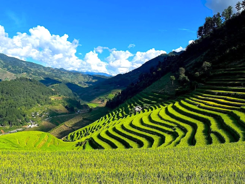 Rizière en terrasse à Mu Cang Chai