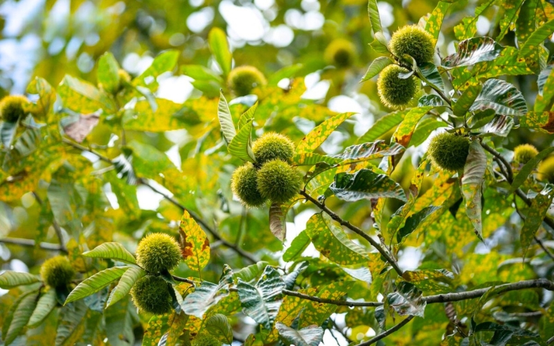 Verger de châtaigniers de Trung Khanh