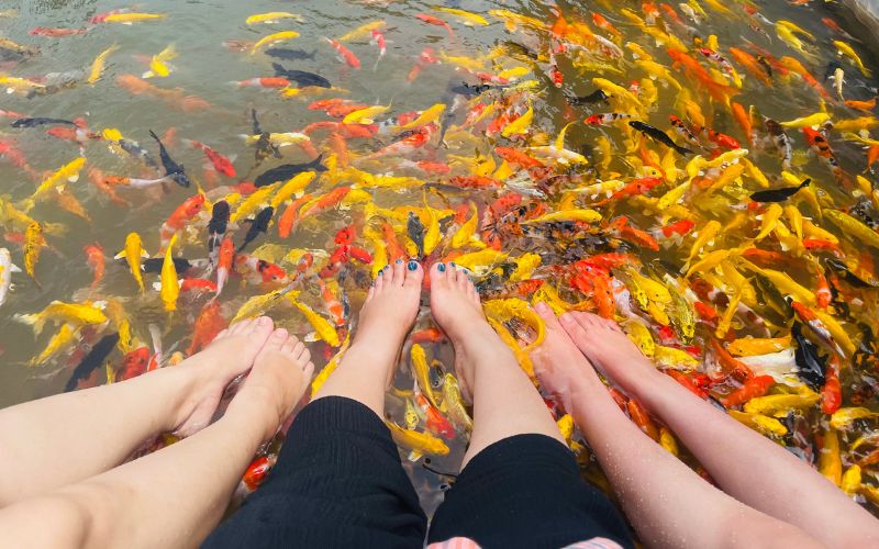 Vous pouvez expérimenter la pédicure aux poissons