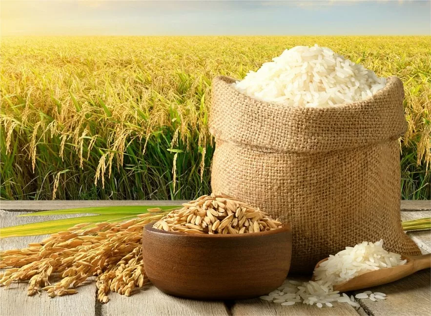 Riz au Vietnam : Une culture ancestrale et sacrée