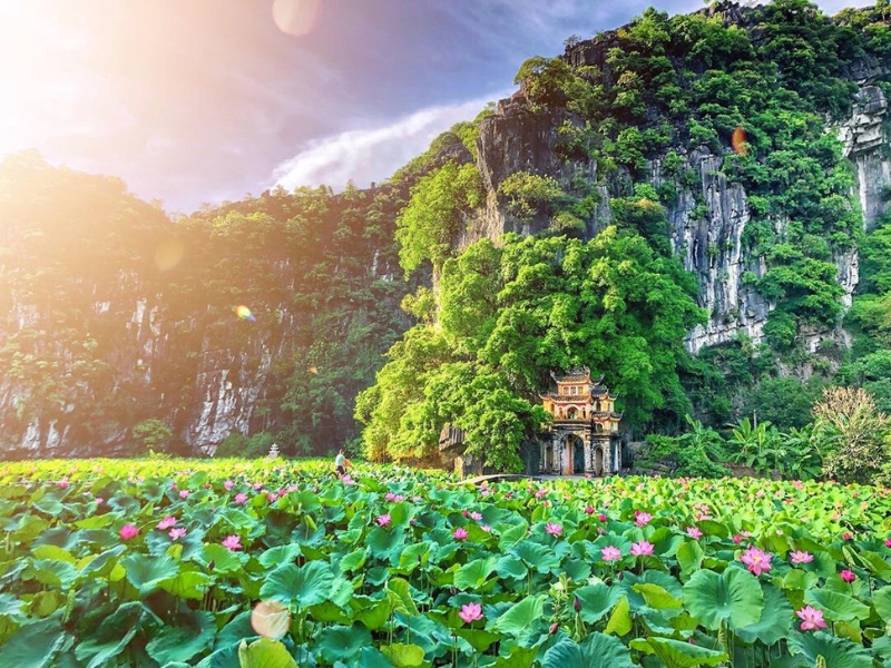 Sérénité de l’Étang de lotus à Tam Coc – Bich Dong, où la nature se pare de couleurs poétiques et d’une beauté intemporelle