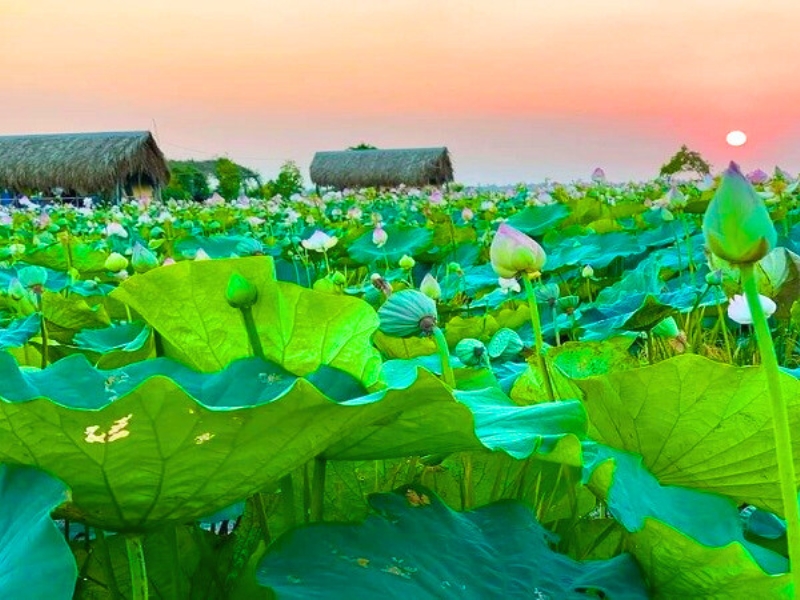 Les lotus en pleine floraison à Đông Thap Muoi créent un tableau de sérénité et de poésie