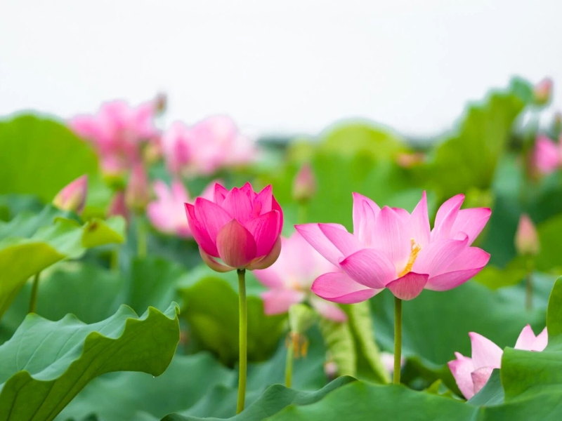 Lotus vietnamien: Symbole de culture et d’arts visuels ancestraux