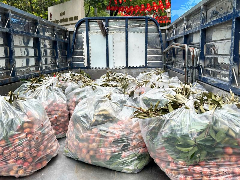 Les litchis fraîchement récoltés à Mai Châu ont été transportés le jour même pour être distribués aux patients.