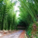 foret de bambou mu cang chai