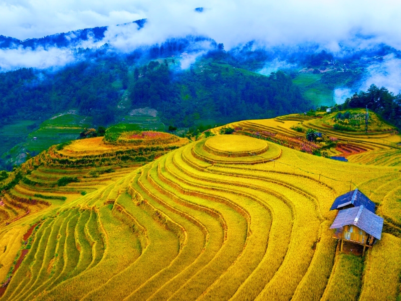 Mu Cang Chai – Splendeur des rizières en terrasses, joyau doré du Nord-Ouest vietnamien
