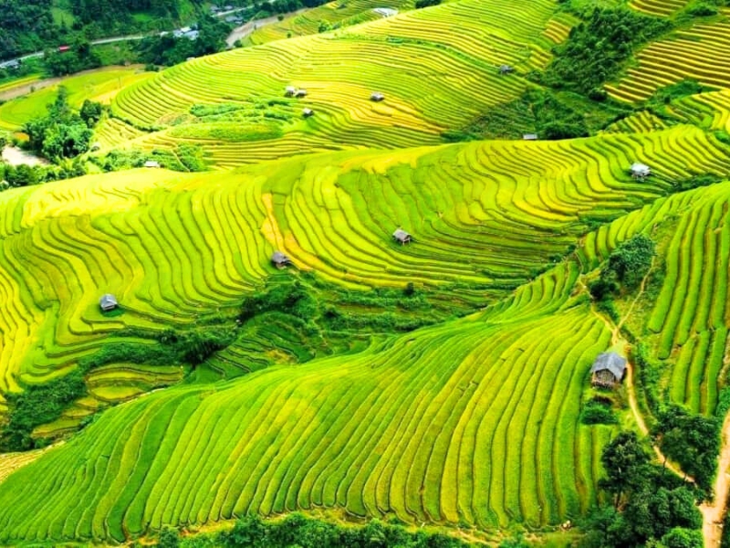 Nghia Lo, Yen Bai – Au cœur de la vallée de Muong Lo, entre rizières dorées et culture vivante des Thai noirs