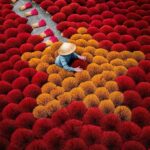 quang phu cau vietnam