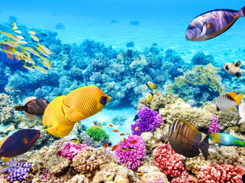 Écosystème sous-marin spectaculaire de Hon Mun