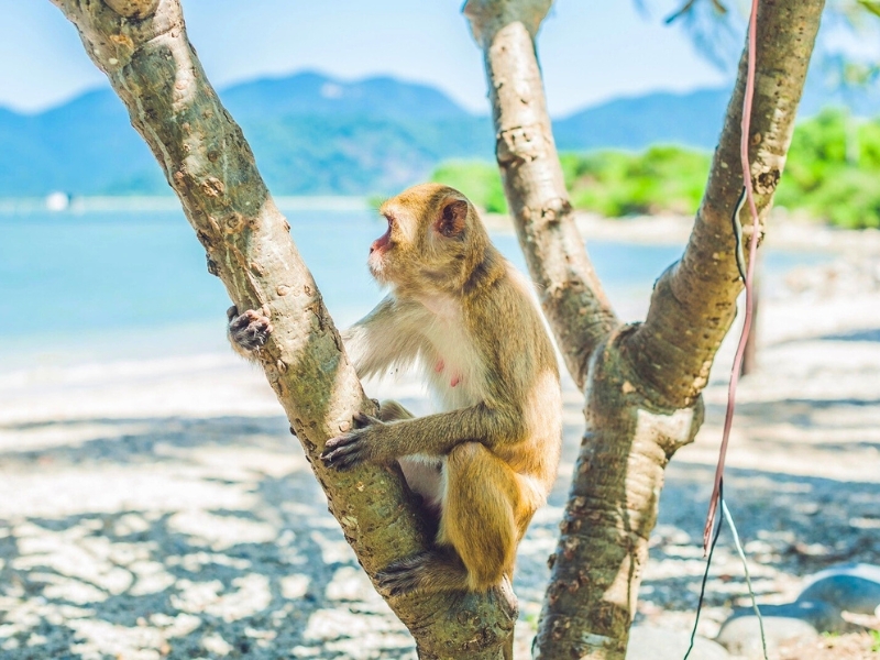 Hon Lao (île des Singes)