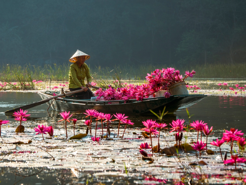 Lotus Ninh Binh