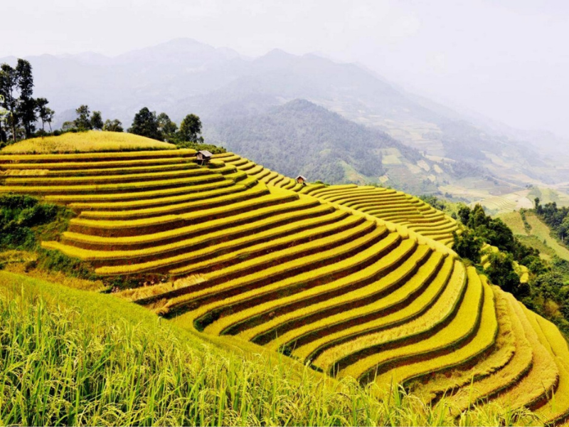 Sapa : que faire, que voir et quand partir ? Le guide complet du Nord Vietnam