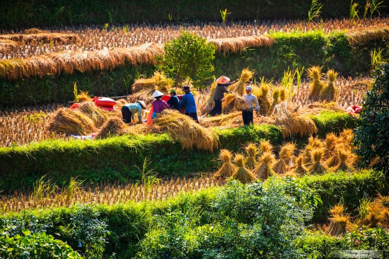 Les rizières du Vietnam: Un paysage culturel et vivant