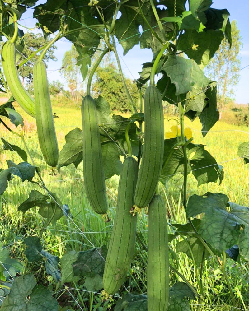 Muop (Courge éponge)