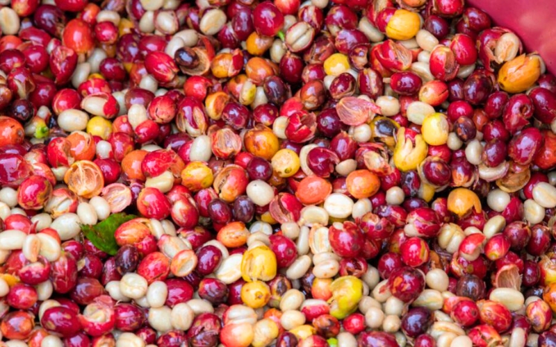 Nettoyage et préparation du café Vietnam