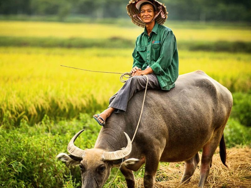 Buffle dans la campagne vietnamienne
